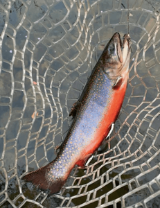 Trout Fishing-Premier Brook in Sebago Lake